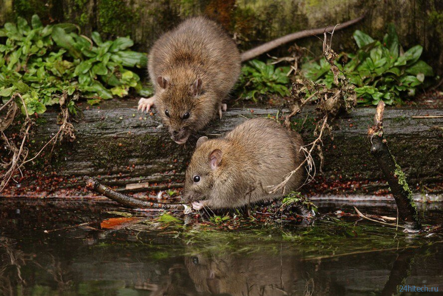 Зачем в Австралии уничтожили 350 000 крыс и мышей? 