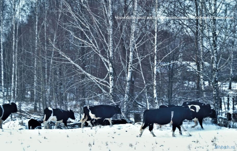 Быки и коровы из Чернобыля начали вести себя как дикие звери 