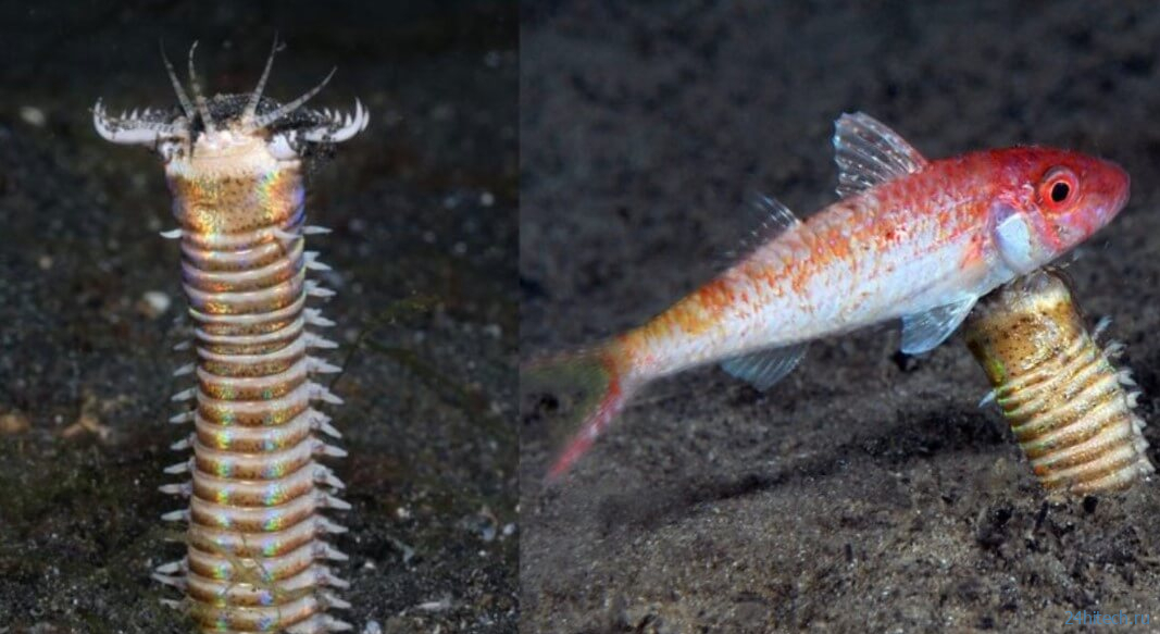 Самые длинные черви в мире: когда они жили и как выглядели? 