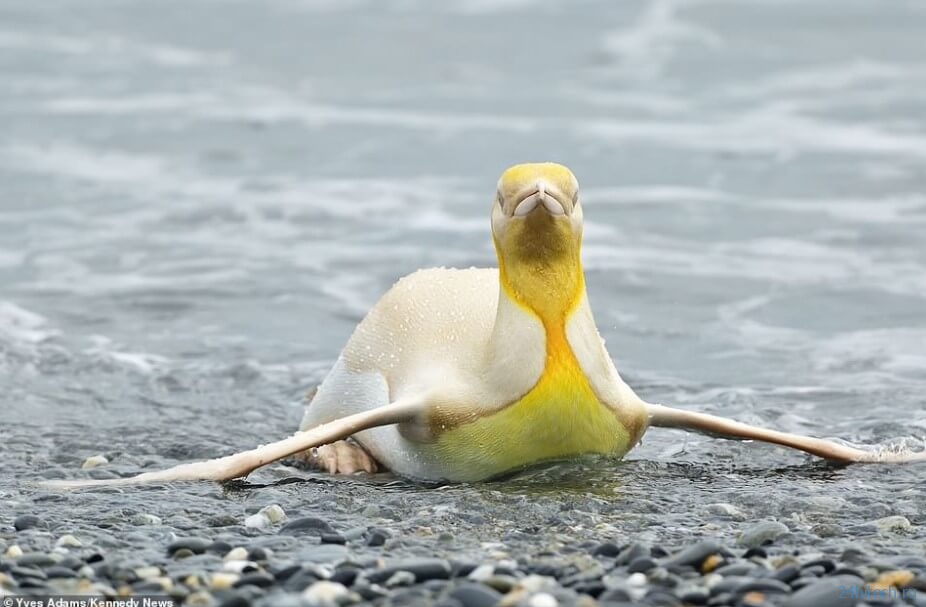 Фотограф впервые в истории нашел желтого пингвина. Почему он такого цвета? 