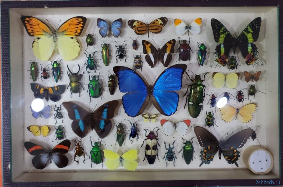 Почему люди перестали коллекционировать бабочек? 
