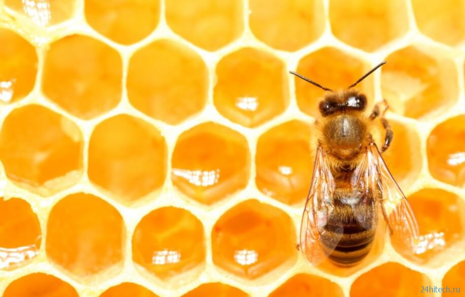Почему мед из США содержит в себе радиоактивные вещества? 