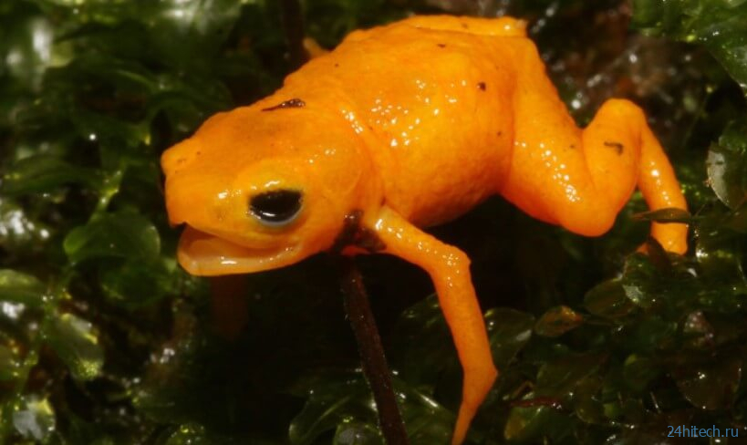 Эти жабы ядовиты и светятся под ультрафиолетом. Что еще интересного о них известно? 