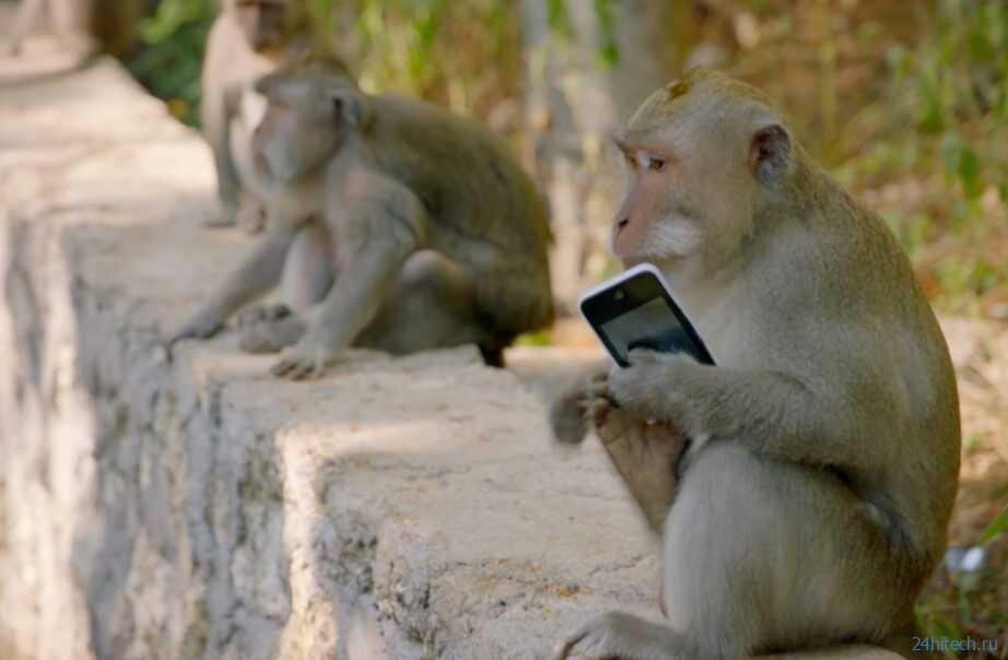 Почему обезьяны воруют смартфоны туристов и совершают другие преступления? 