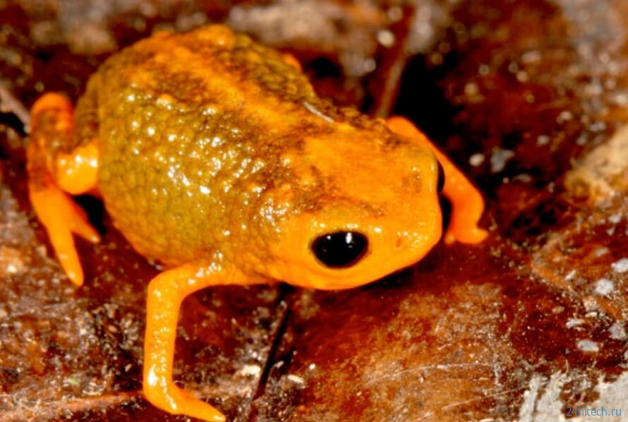 Эти жабы ядовиты и светятся под ультрафиолетом. Что еще интересного о них известно? 
