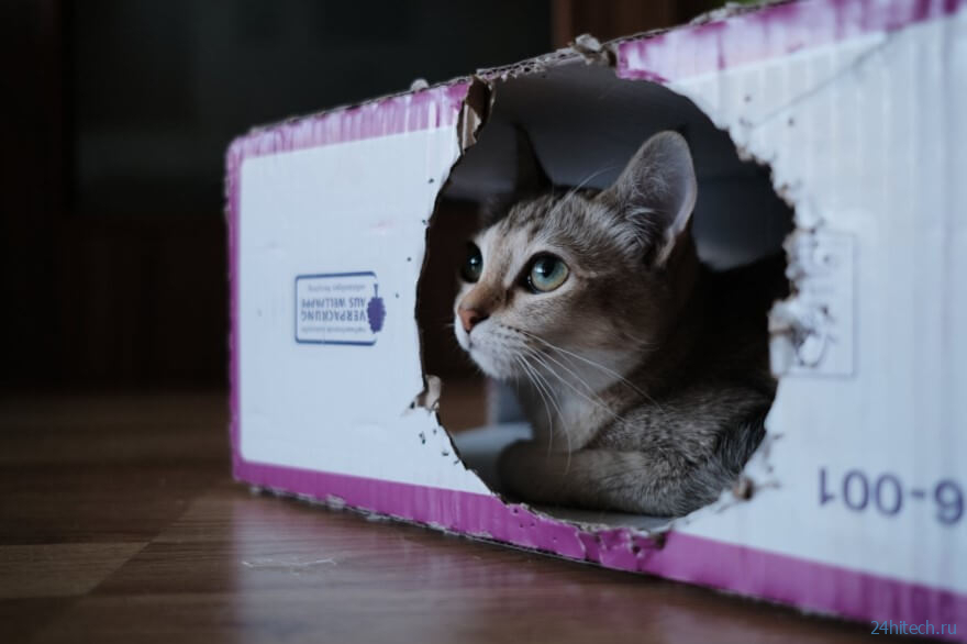 Почему кошки любят сидеть в коробках? 