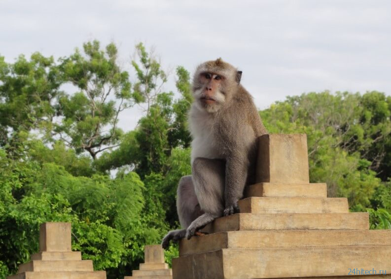Почему обезьяны воруют смартфоны туристов и совершают другие преступления? 