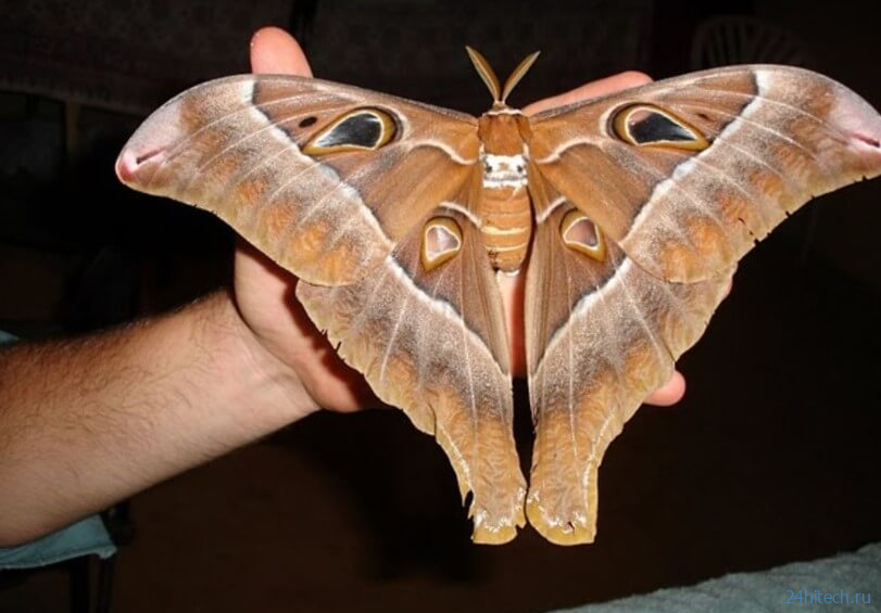 В Австралии найдена самая тяжелая бабочка с огромными крыльями 