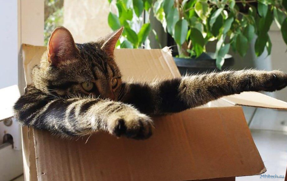 Почему кошки любят сидеть в коробках? 