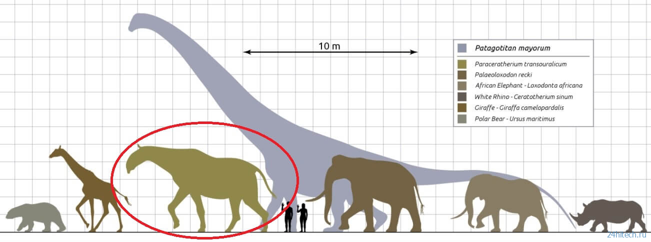 Какими были индрикотерии — одни из самых крупных млекопитающих в истории Земли? 
