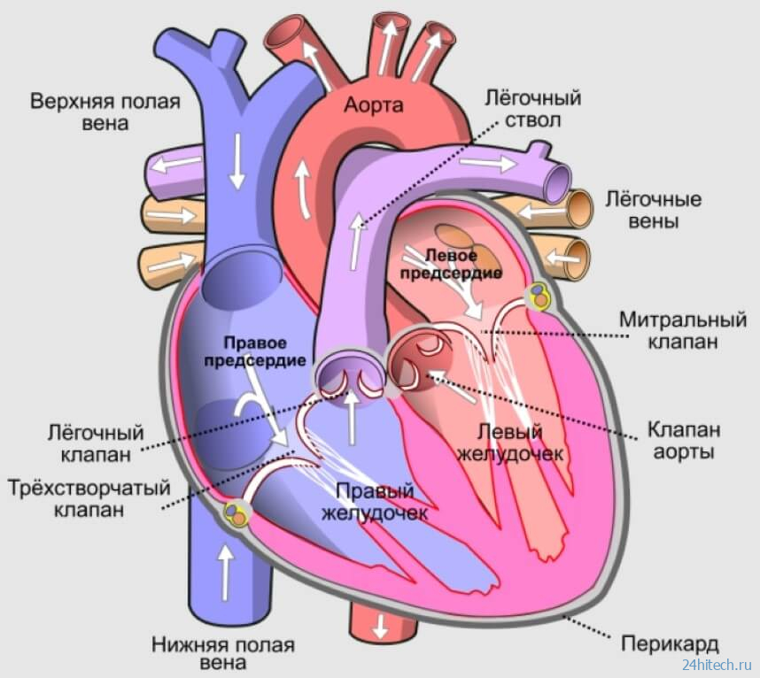 Что такое искусственное сердце и как оно работает? 