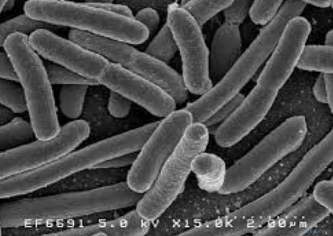 Какие бактерии и насекомые скрываются в вашем постельном белье? 