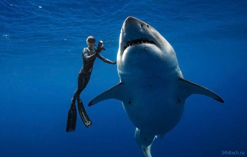 Акулы не нападают на людей, а просто «изучают» своими острыми зубами 