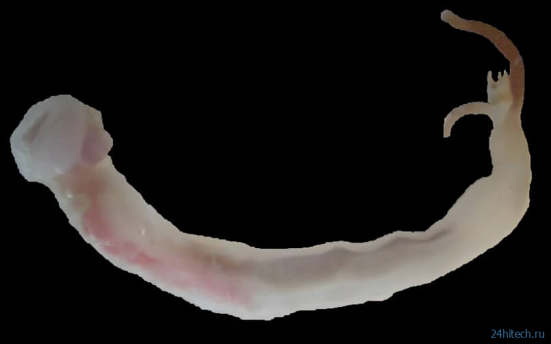 Почему корабельные черви — одни из самых загадочных животных в мире? 