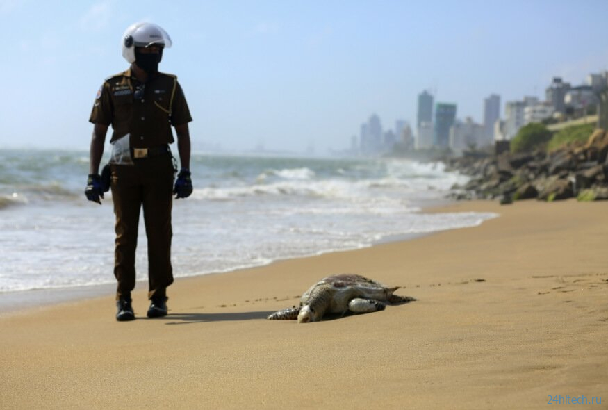 Почему в индийском океане массово гибнут животные? 