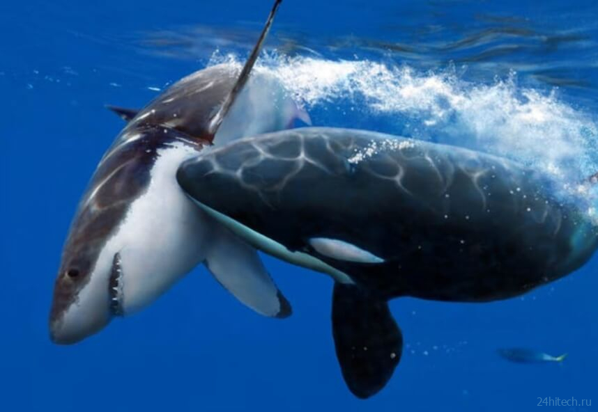 Акулы не нападают на людей, а просто «изучают» своими острыми зубами 