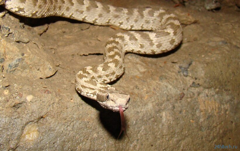 «Суперклей» из змеиного яда останавливает кровотечение за 45 секунд 