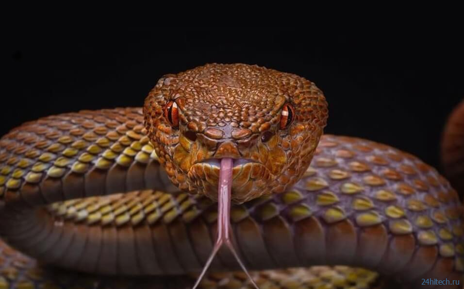 «Суперклей» из змеиного яда останавливает кровотечение за 45 секунд 