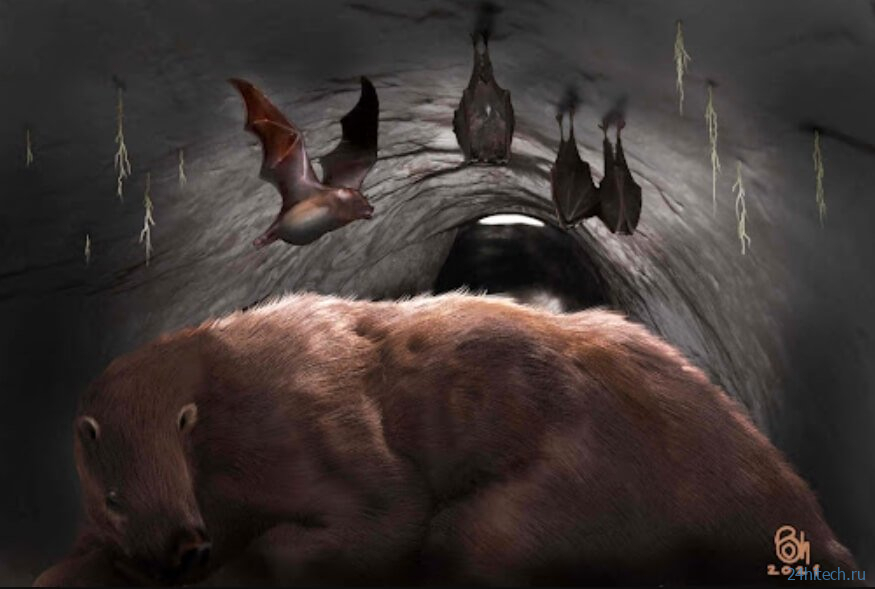 В аргентинской пещере найдены кости гигантской летучей мыши-вампира 
