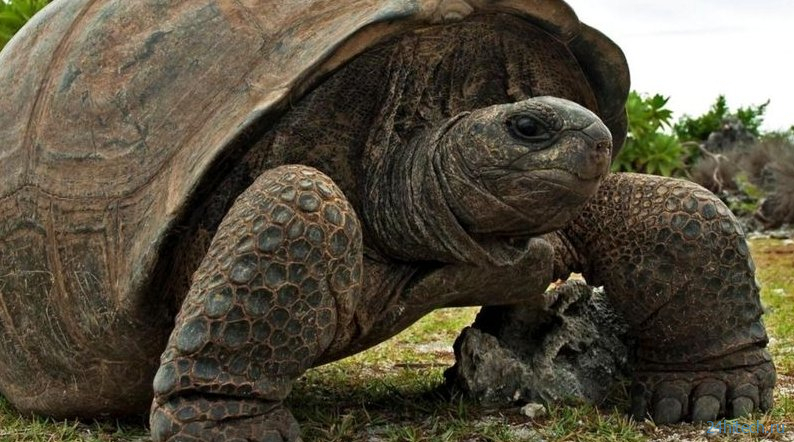 Ученые обнаружили яйцо с эмбрионом древней гигантской черепахи 