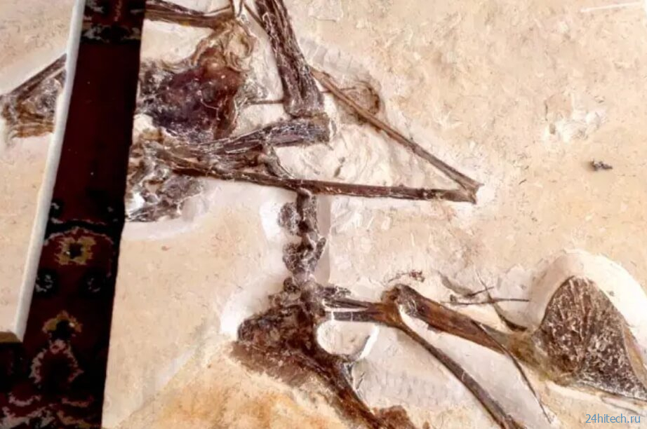 Найденная благодаря полиции окаменелость раскрыла секреты доисторических летающих рептилий 