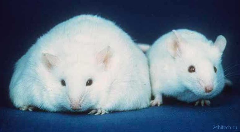 Лабораторные мыши могут «потеть жиром». Это самый простой способ похудеть 
