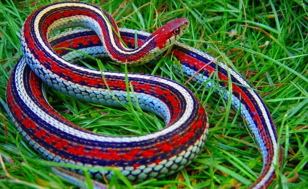 Самые красивые змеи в мире поселились в аэропорту Сан-Франциско 