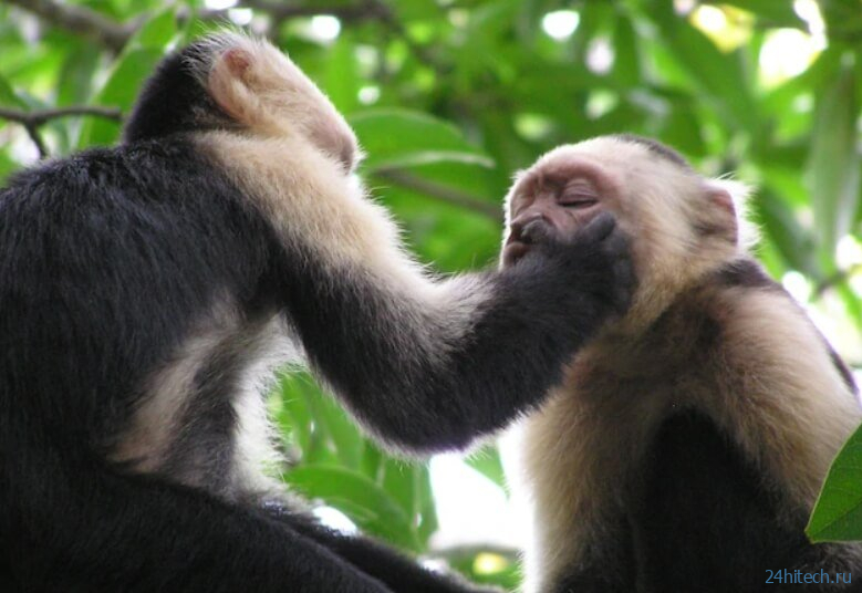 Правила этикета у обезьян: как они здороваются и прощаются? 