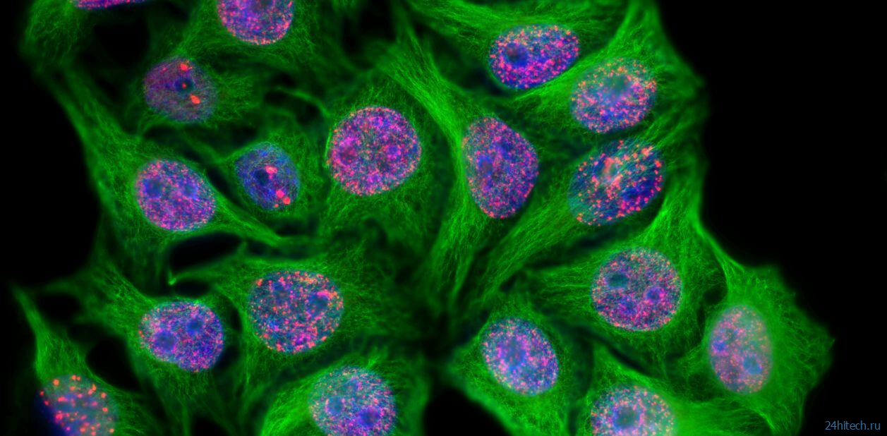 Ученые повысили устойчивость раковых клеток к препаратам — защитный механизм разгадан 