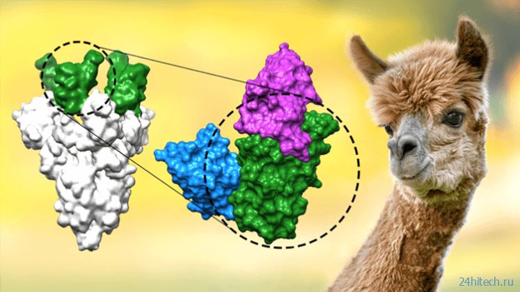 Как альпаки спасут мир от коронавируса благодаря немецким ученым 