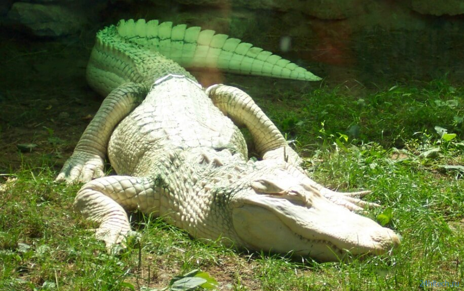 В канализации Нью-Йорка живут крокодилы: правда ли это? 