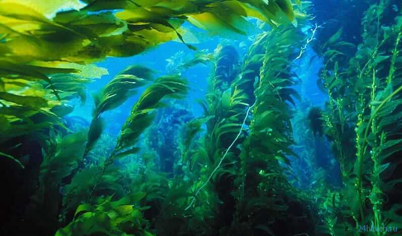 Чтобы спасти водоросли и атмосферу Земли, ученые искусственно разводят морских звезд 