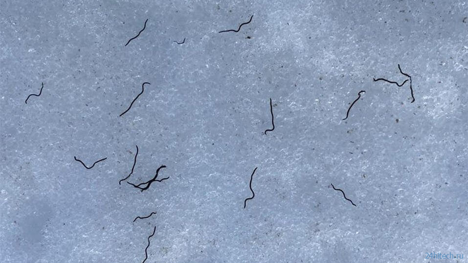 Научный парадокс — ледники на северо-западе Тихого океана заселены червями 