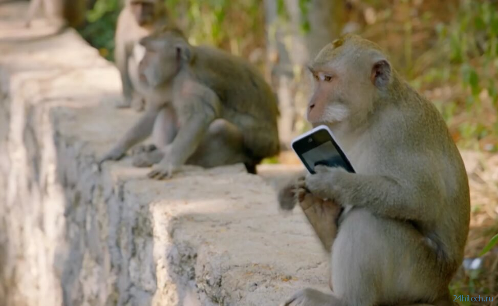 Правила этикета у обезьян: как они здороваются и прощаются? 