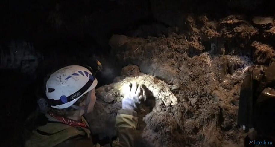 В Якутии найдены останки пещерного львенка возрастом 28 000 лет 