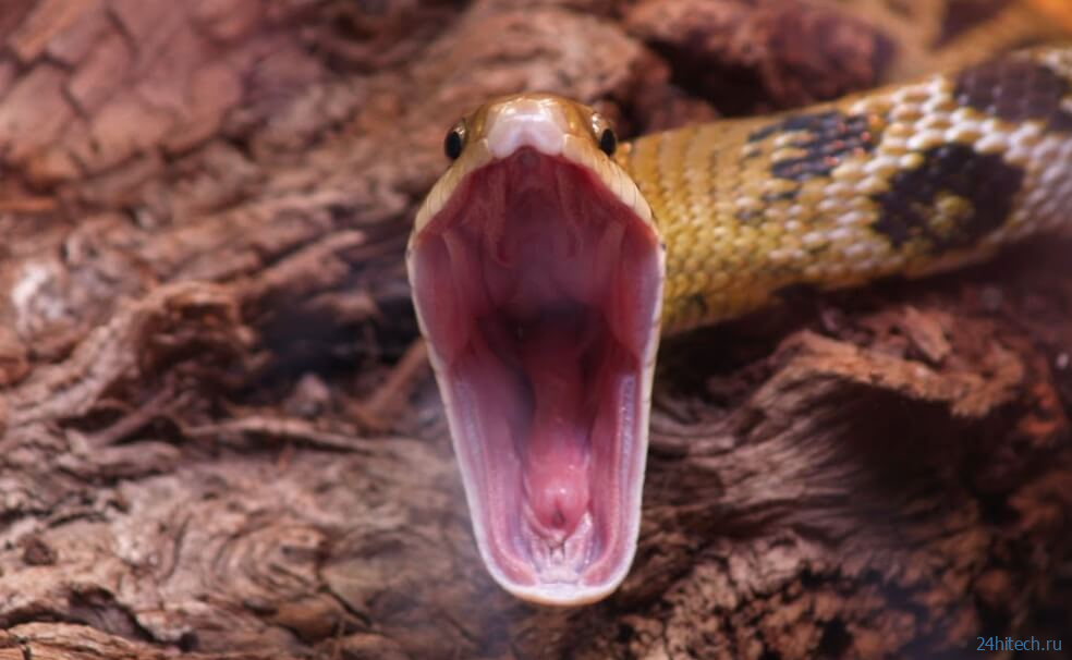 Клыки древних змей не были опасными. Как в них появился яд? 