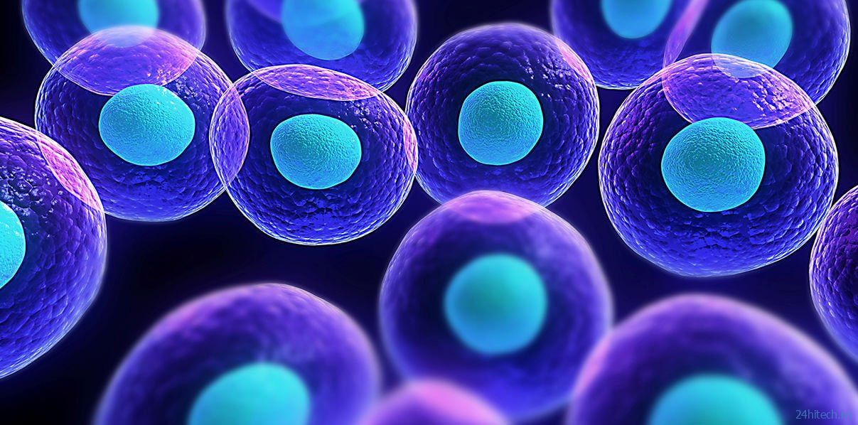 Ученые научили искусственные клетки всасывать питательные вещества 