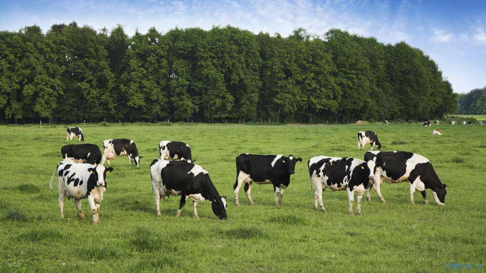 Коровы влияют на глобальное потепление климата гораздо меньше, чем соя и кукуруза 