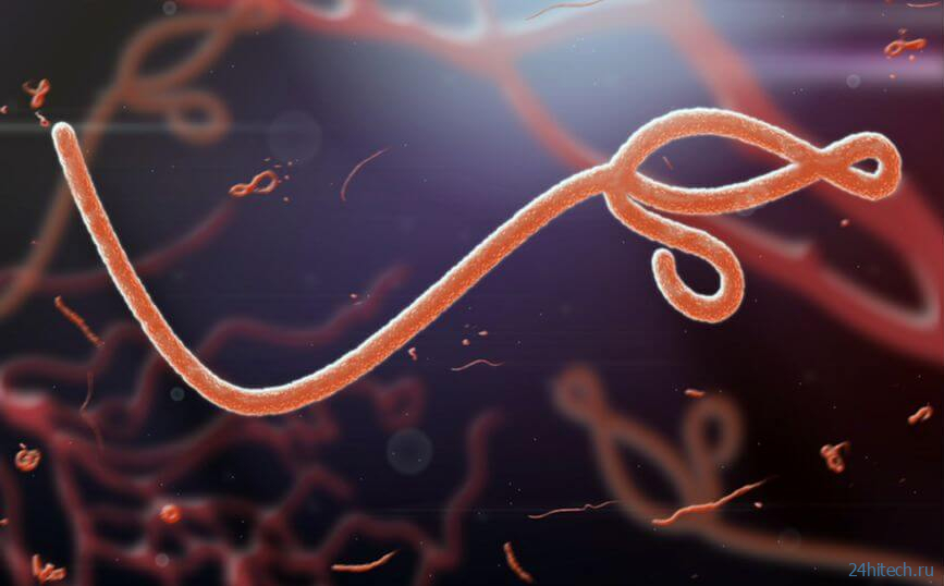 Вирус Эбола способен ;спать в организме человека длительное время 
