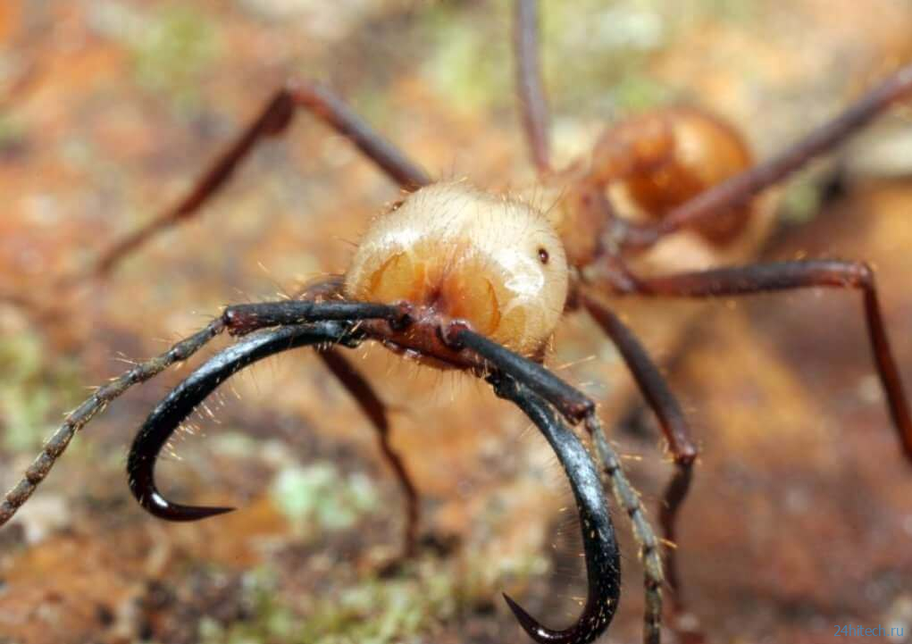 Круги смерти — природный баг в “прошивке” муравьев? 