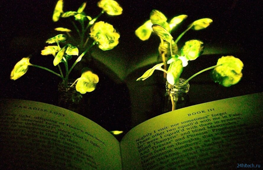 Ученые научились «заряжать» растения. Из них можно сделать светильники 