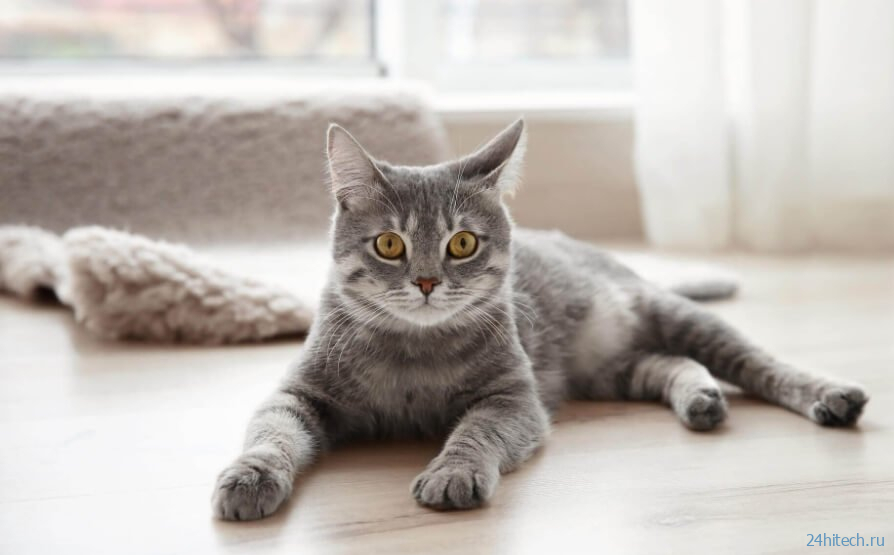 В США домашние кошки заразили женщину легочной чумой 