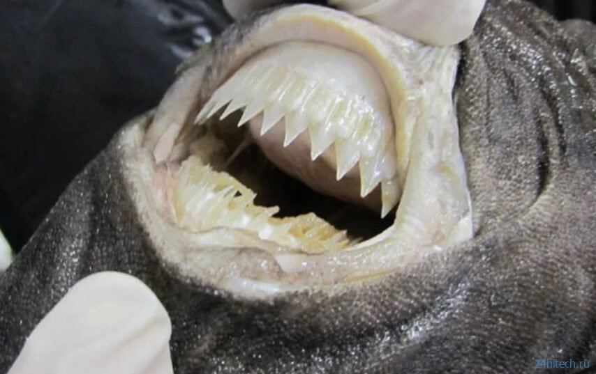 Самые страшные акулы в мире: чем они питаются? 