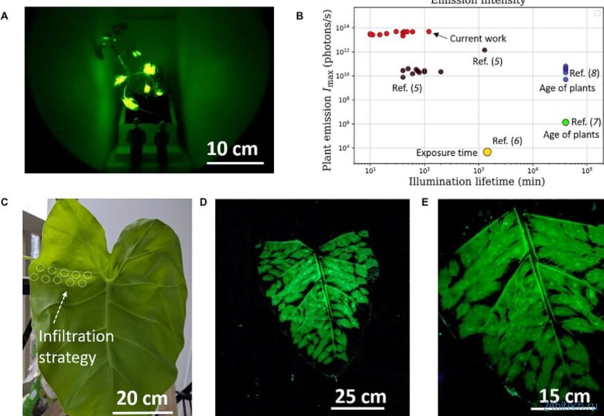 Ученые научились «заряжать» растения. Из них можно сделать светильники 