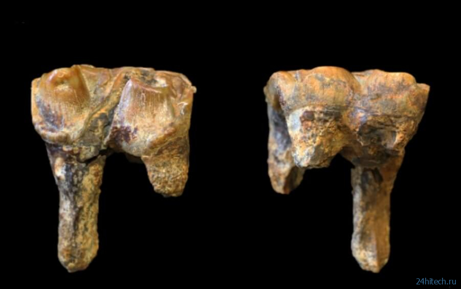 В Великобритании найдены останки гигантского бегемота весом более 3 тонн 