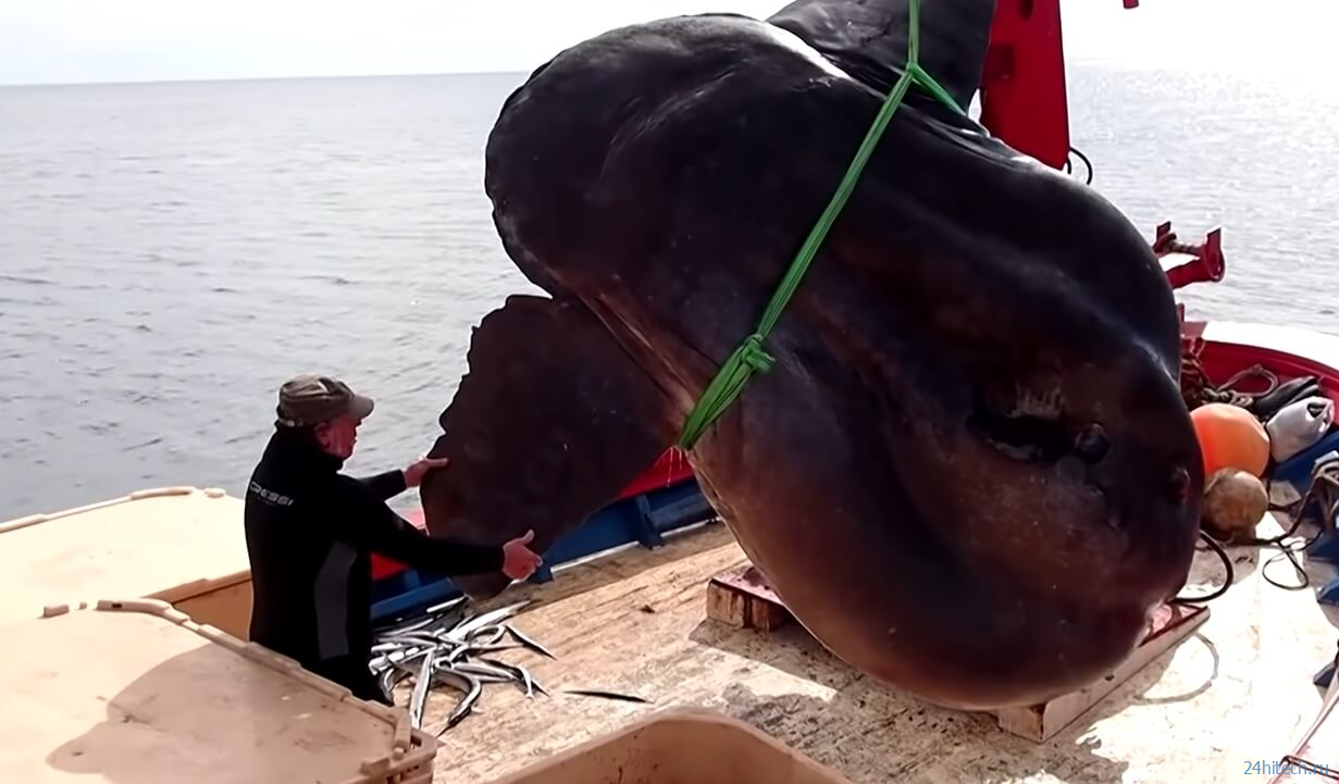 В Африке поймана огромная рыба весом 2 тонны 