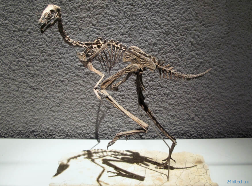В останках ;китайского динозавра могло сохраниться ДНК 