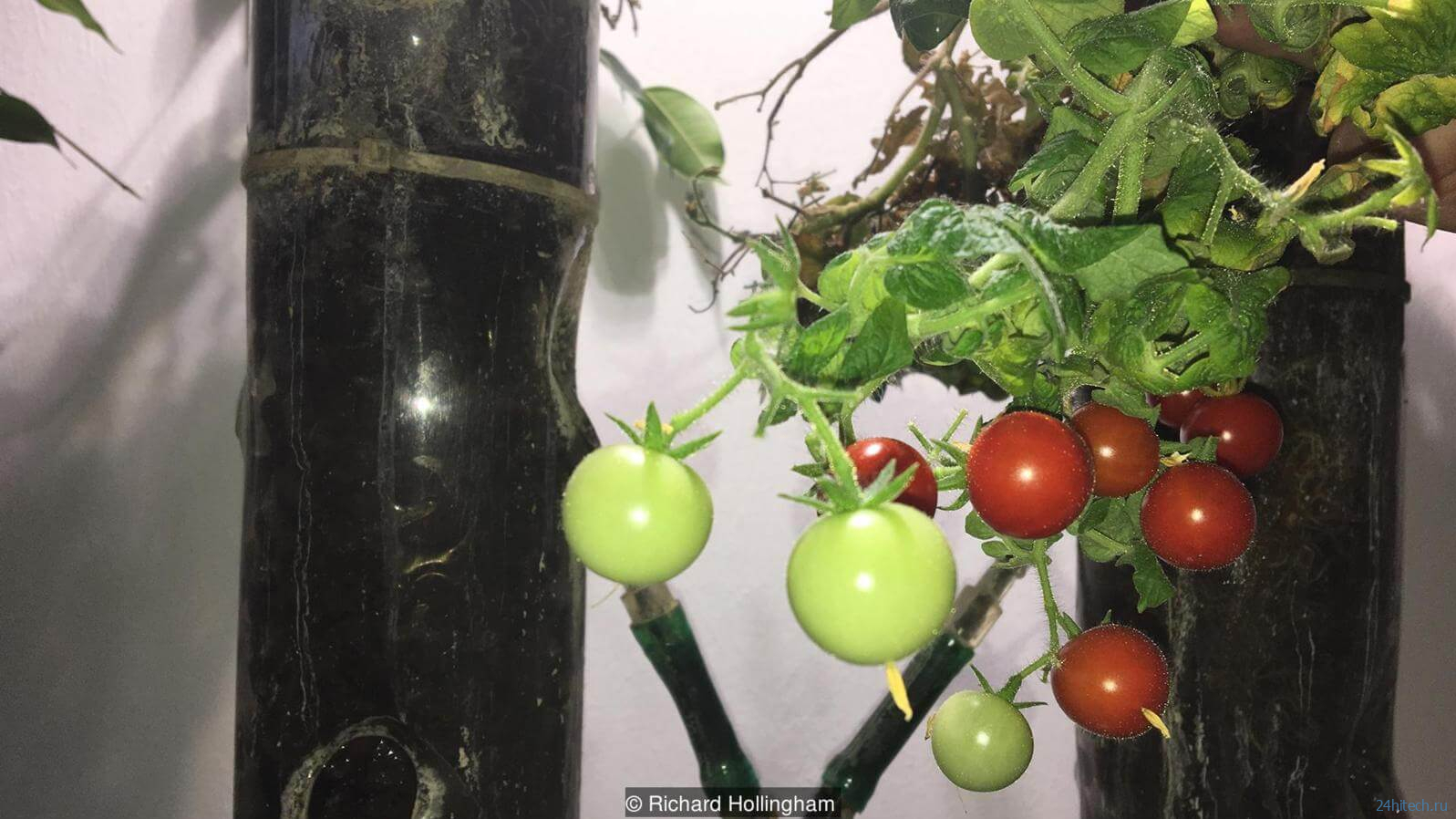 Странный эксперимент, который может обеспечить будущих марсиан помидорами 
