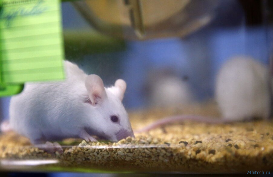 Депрессия может развиться даже у мышей. Но из-за чего? 