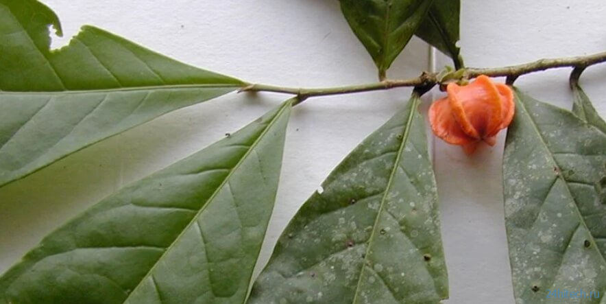 Это тропическое растение сбивало ученых с толку 50 лет. В чем его секрет? 